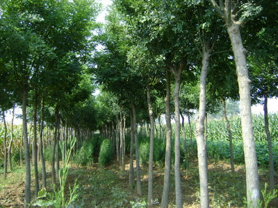 【長(zhǎng)期供應(yīng)皂角樹,各類綠化苗木、果樹苗木、種子。】?jī)r(jià)格,廠家,圖片,花卉種子種苗,絳縣古絳鎮(zhèn)新野苗圃種苗站-