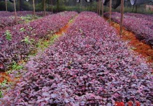 批發(fā)供應(yīng)紅繼木等各類綠化苗木，價(jià)格透明，廠家直供