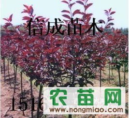 江蘇信成苗木 專業(yè)供應(yīng)紫葉李，農(nóng)苗網(wǎng)一站式采購(gòu)指南