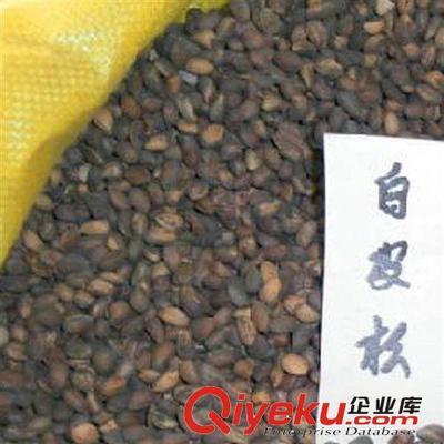 建大園藝苗木 優(yōu)質(zhì)白皮松種子的專業(yè)供應(yīng)商