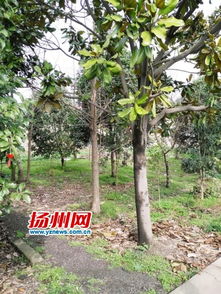 三十年植綠不輟，七旬老漢用雙手種出一片“共享綠肺”