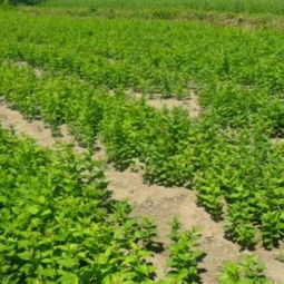 遼寧喬灌木基地 播種與扦插小苗大全，東北苗木花卉合作社的專業(yè)供應(yīng)商