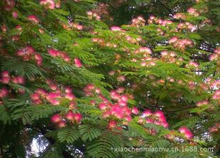合歡樹（絨花樹）種子與苗木 打造生態(tài)綠意與園林景觀的優(yōu)選