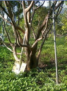 苗木代理新機(jī)遇 盆栽與種子苗木市場(chǎng)全解析